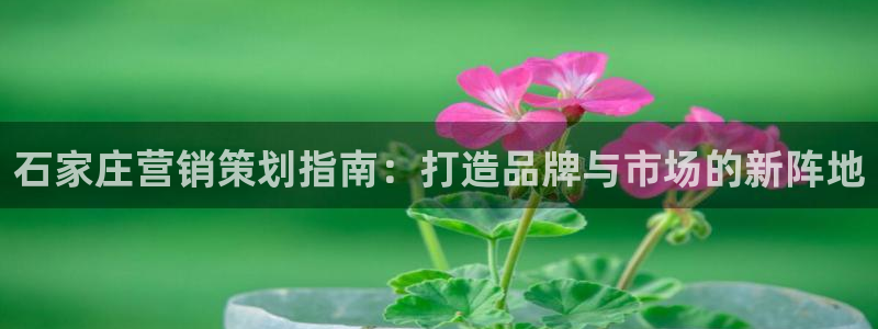 必赢棋盘9965.0版本